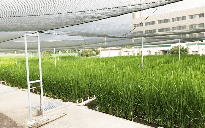 国立遺伝学研究所の実験水田