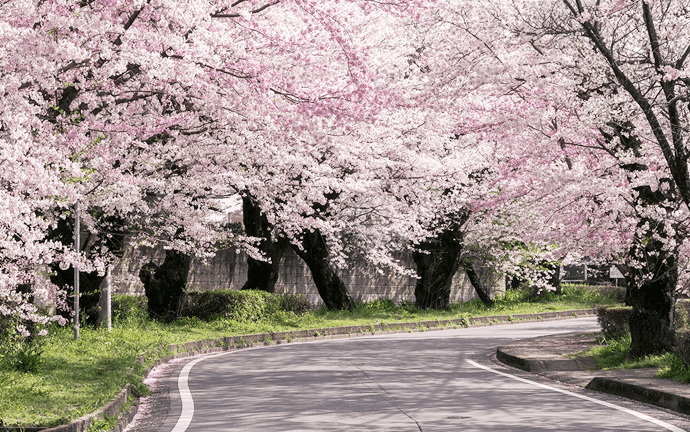 遺伝研前の桜並木